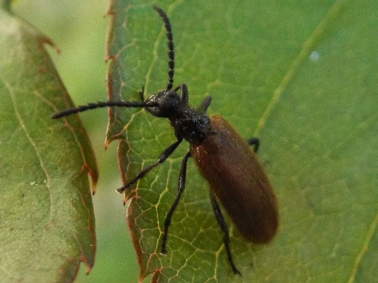 maschio di Lagria hirta, Lagriidae/Tenebrionidae